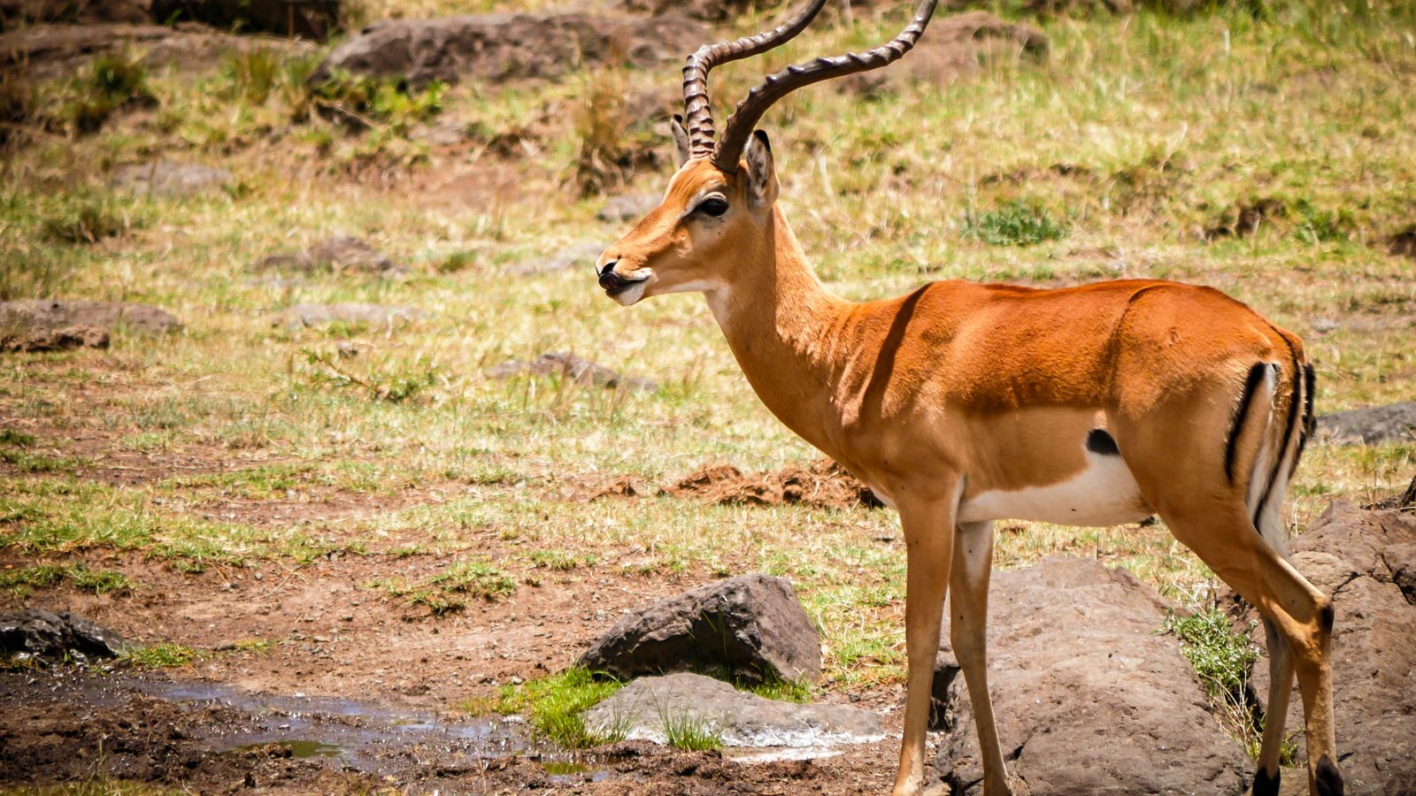 Paisagem e vida selvagem na savana do Quénia.