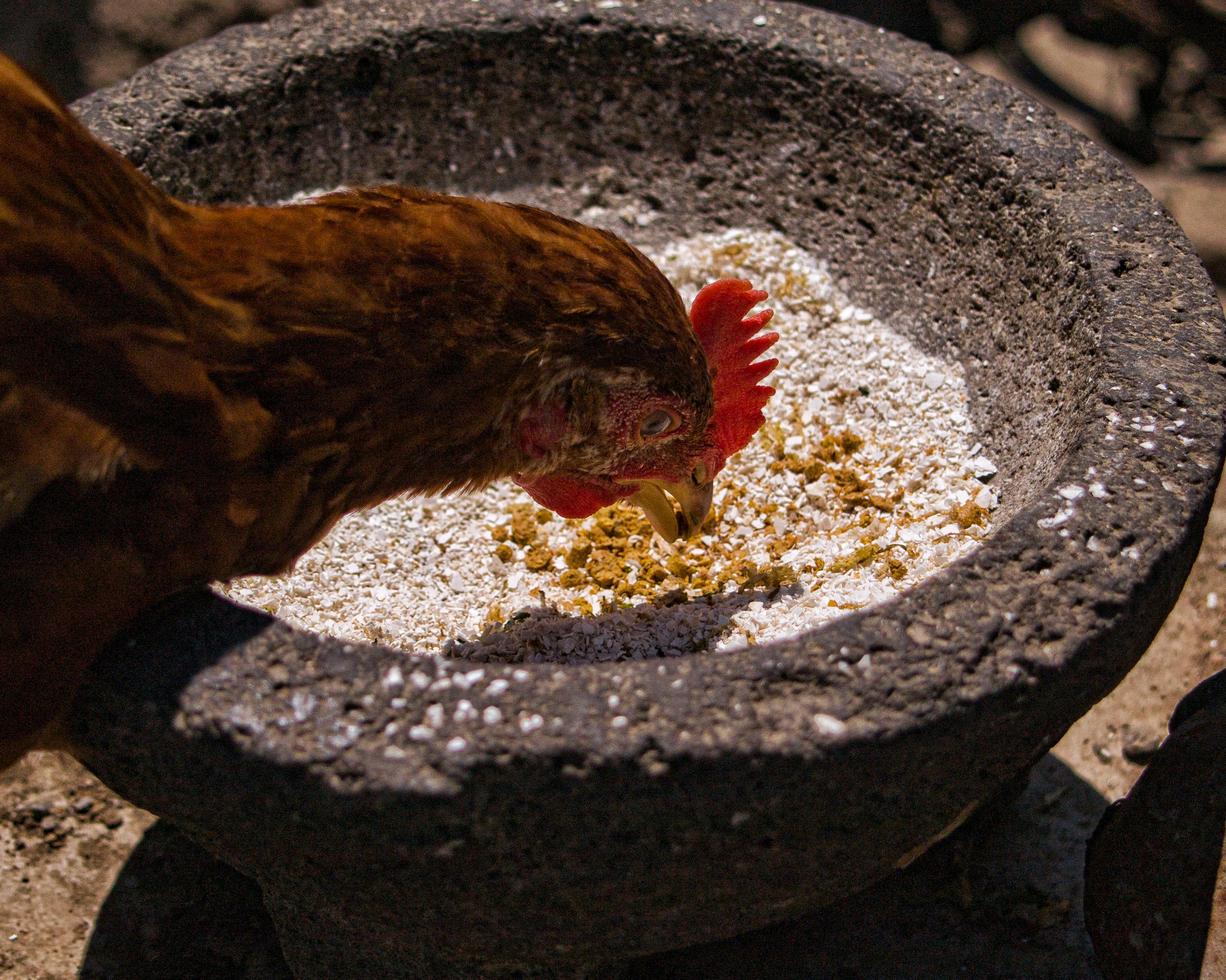 Quality Feed Materials