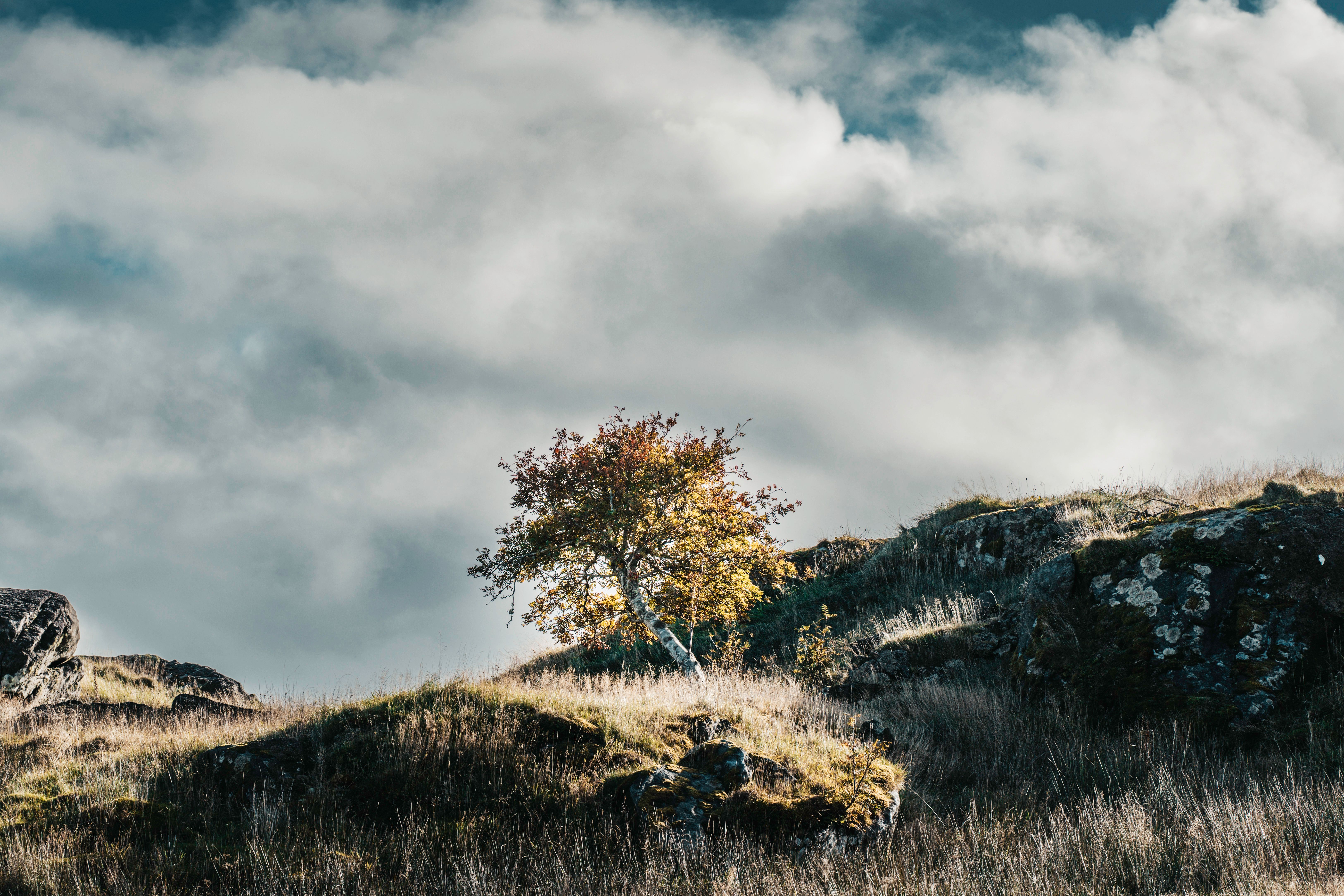 Lone Tree on a Rocky Hill Under Dramatic Skies · Free Stock Photo