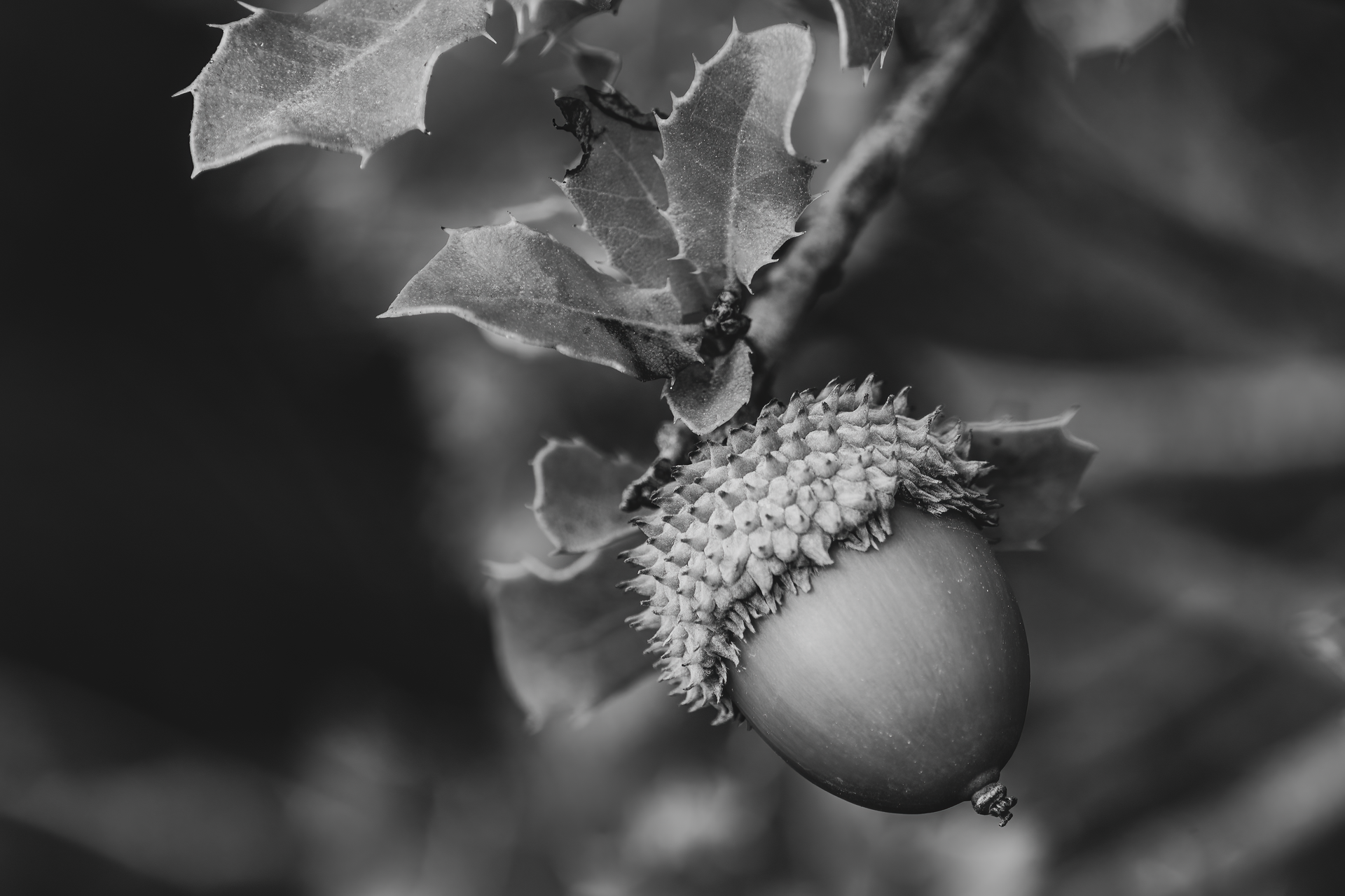 Macro black and white view of an acorn on an oak branch in Comunidad Valenciana.