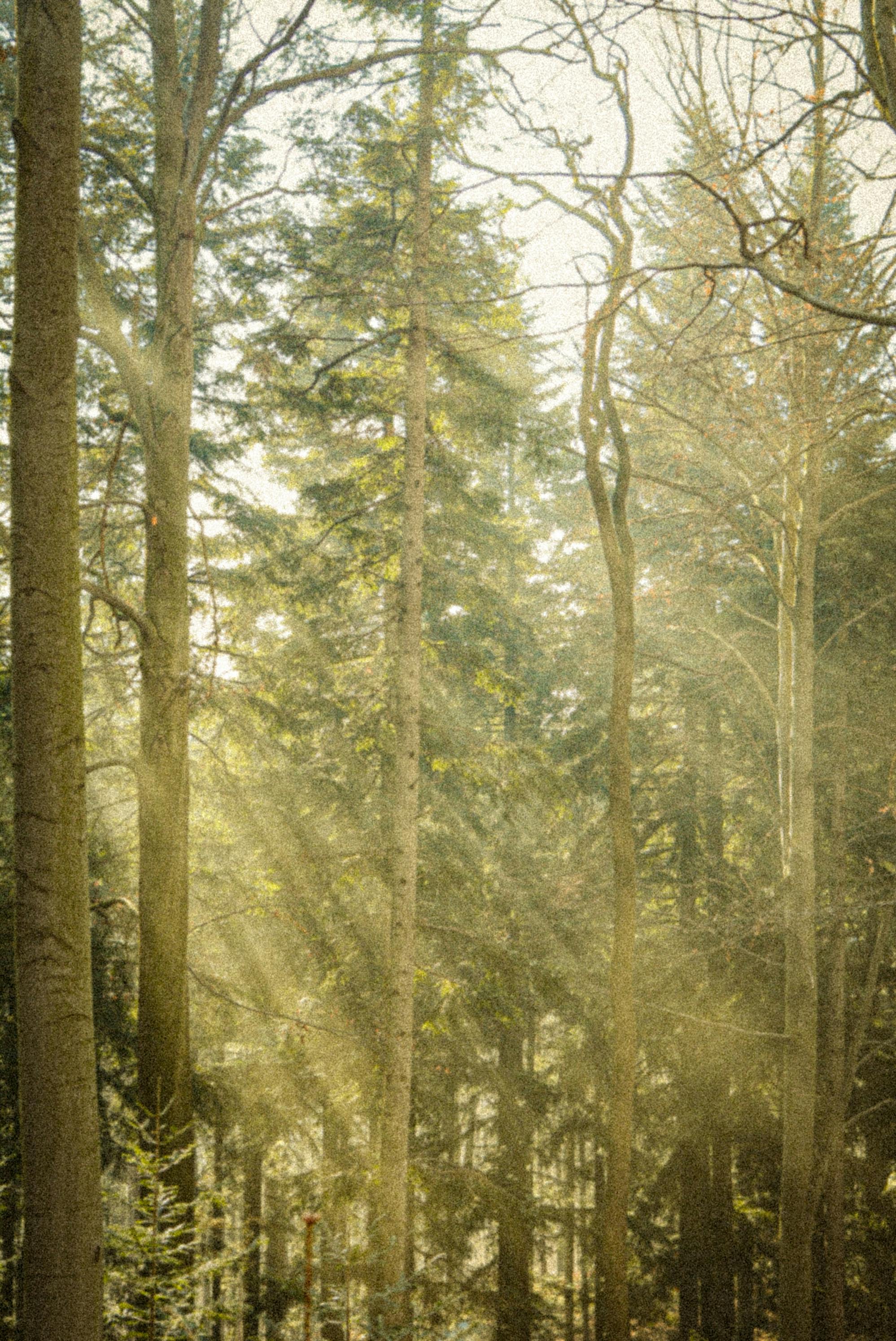 Warm sunlight filtering through a serene forest of tall trees creating a peaceful atmosphere.