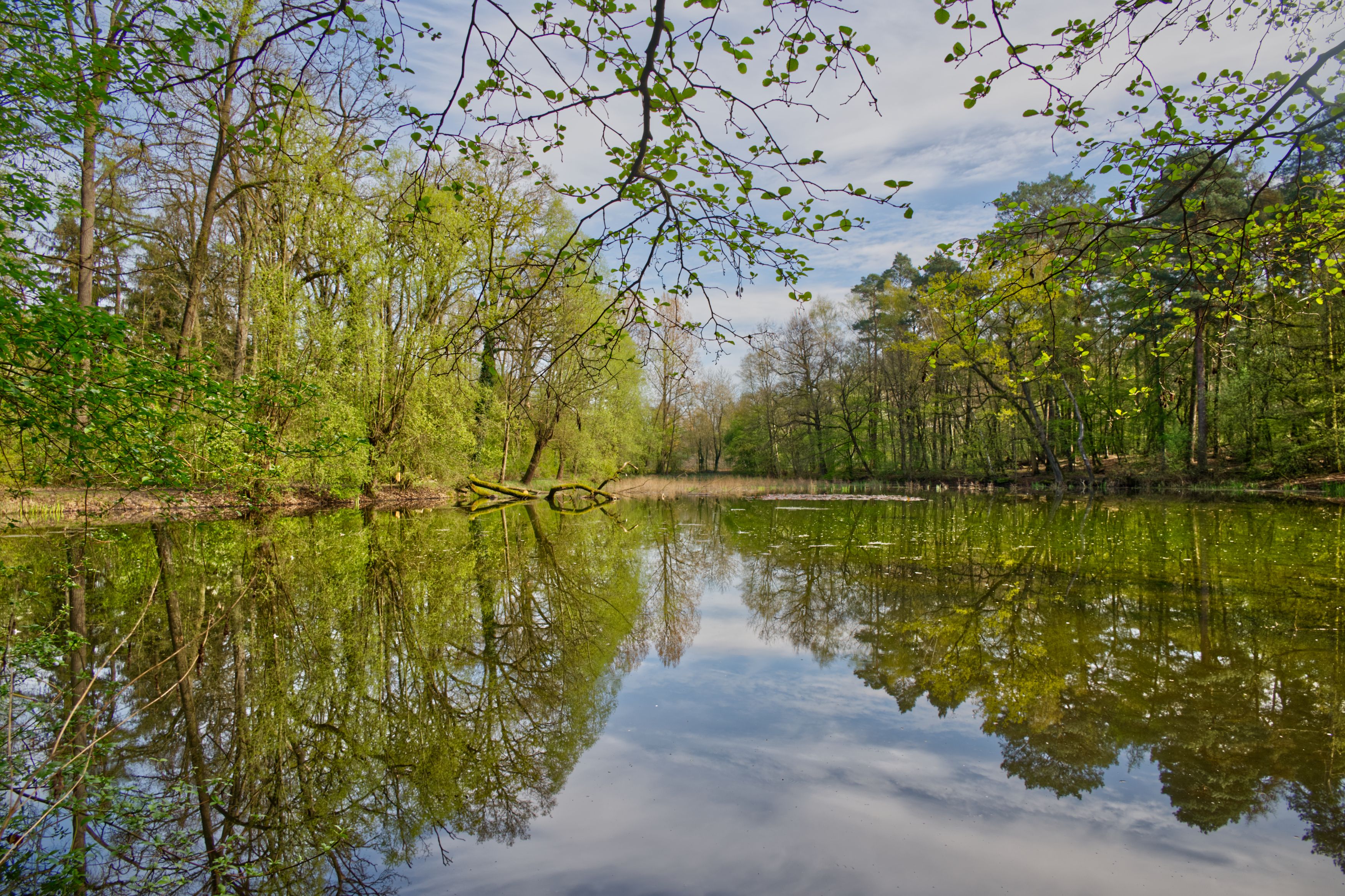 Serene Forest Lake Reflection in Springtime · Free Stock Photo