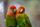 love birds