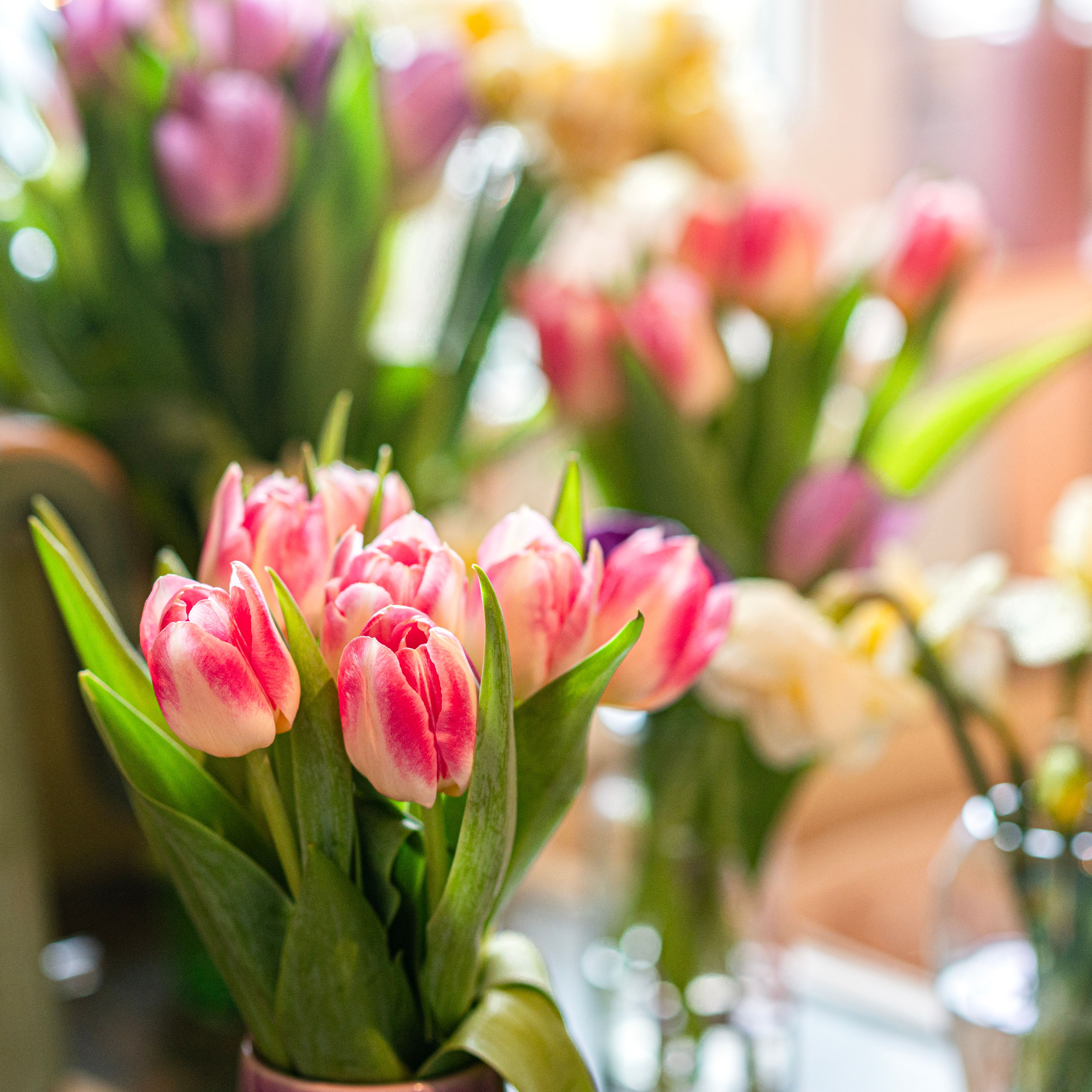 Vibrant Spring Tulips in Soft Daylight · Free Stock Photo