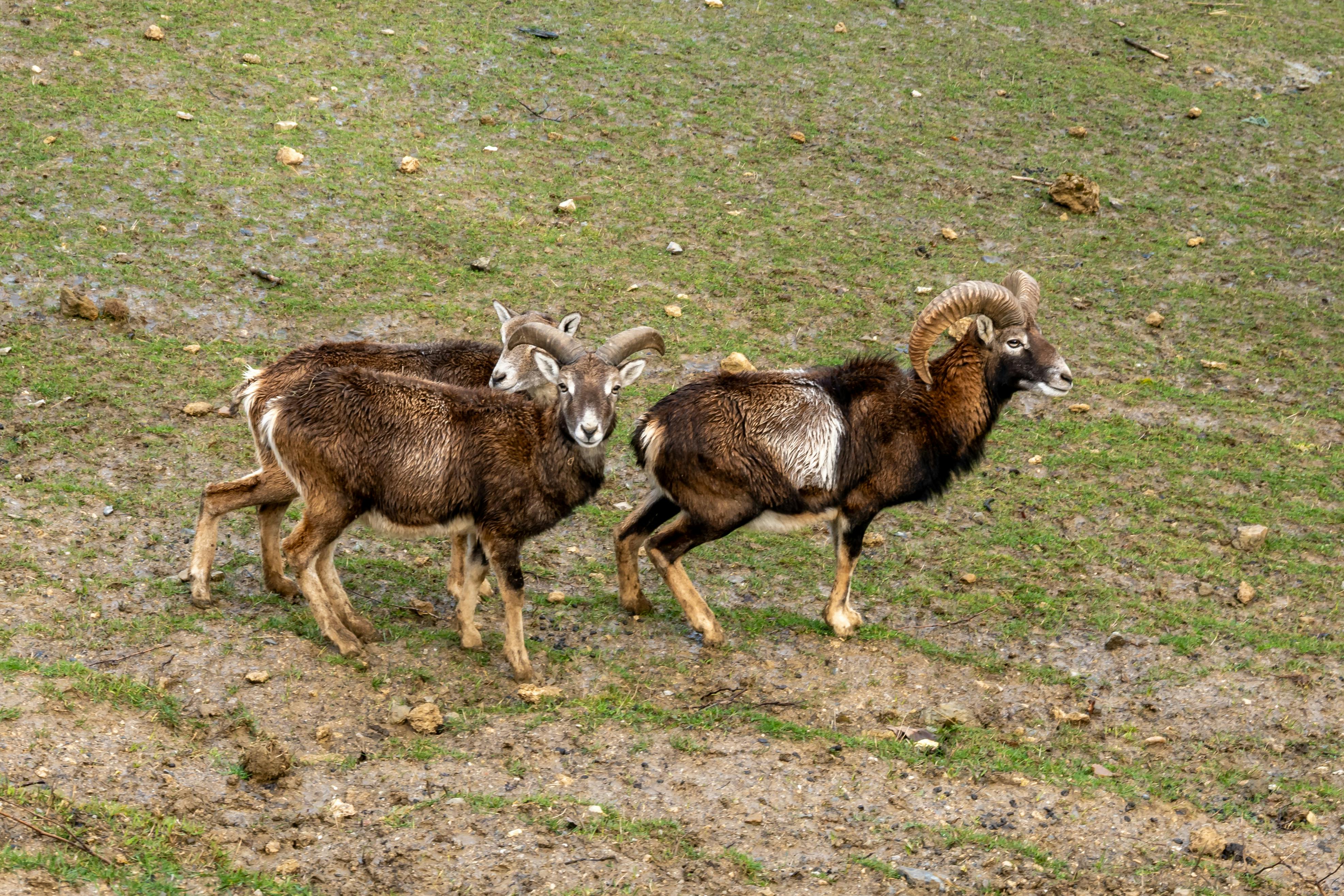 Starosta: Podozrivý z útoku pri michiganskej synagóge prišiel o rodinu pri izraelskom údere v Libanone