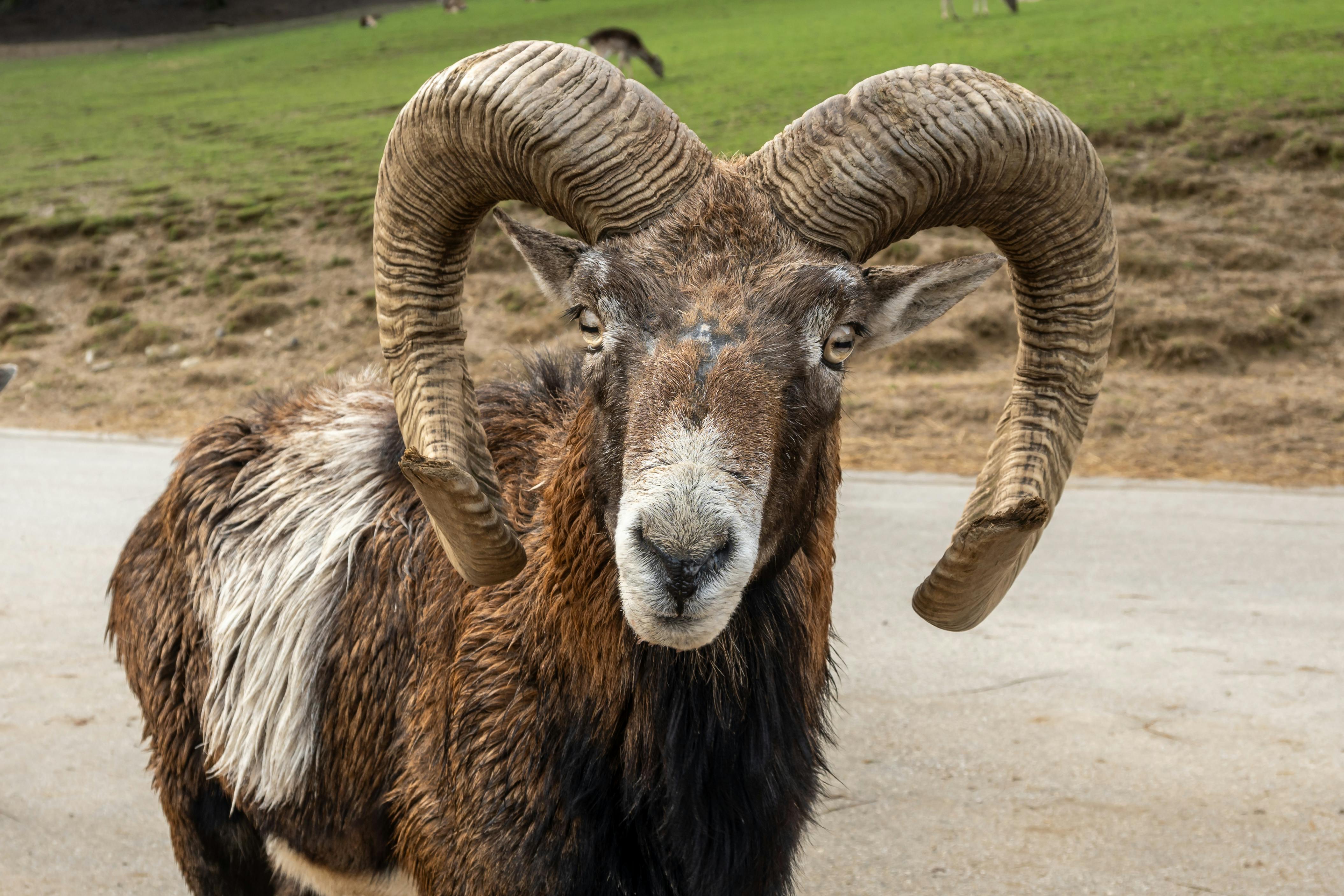 Gratuit Gros plan détaillé d'un bélier avec de grandes cornes enroulées, mettant en valeur sa présence majestueuse en Slovénie. Photos