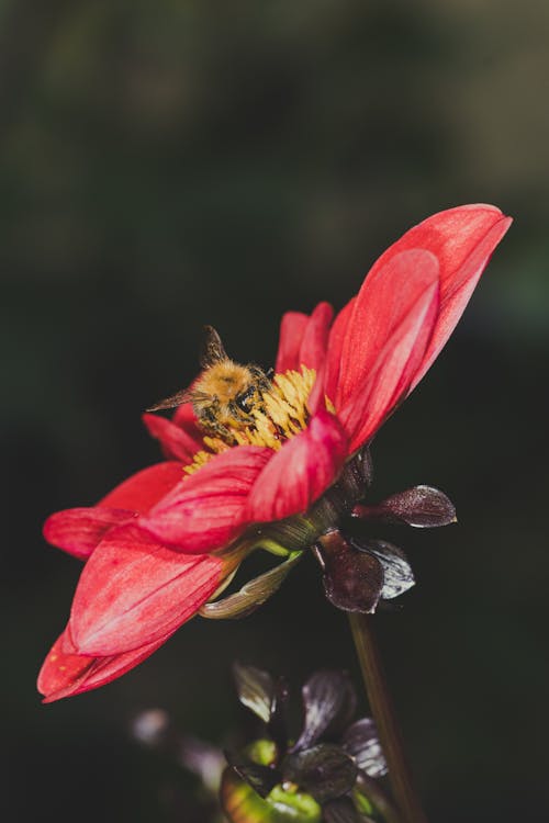 бесплатная Фотография шмеля на цветке Стоковое фото
