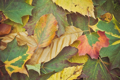 Close-up Photo of Leaves on the Ground