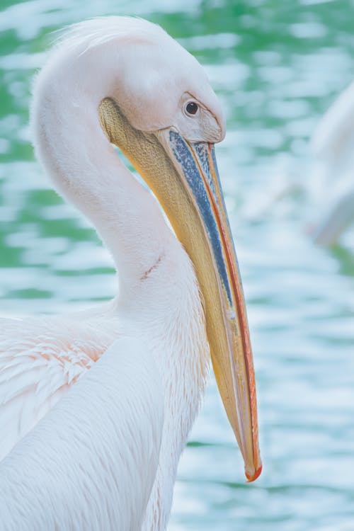 Free Close-up Photo of Great White Pelican Stock Photo