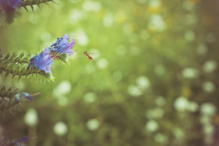 Bee Flying Near Flower