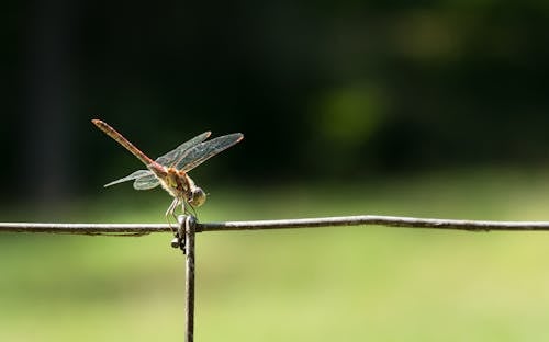 蜻蜓棲息在電線上的特寫照片