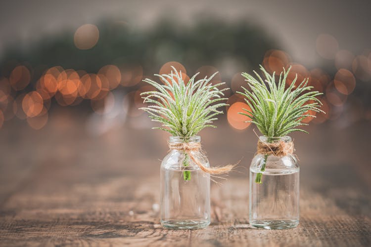 Shallow Focus Photo Of Green Leafed Plant In Vials