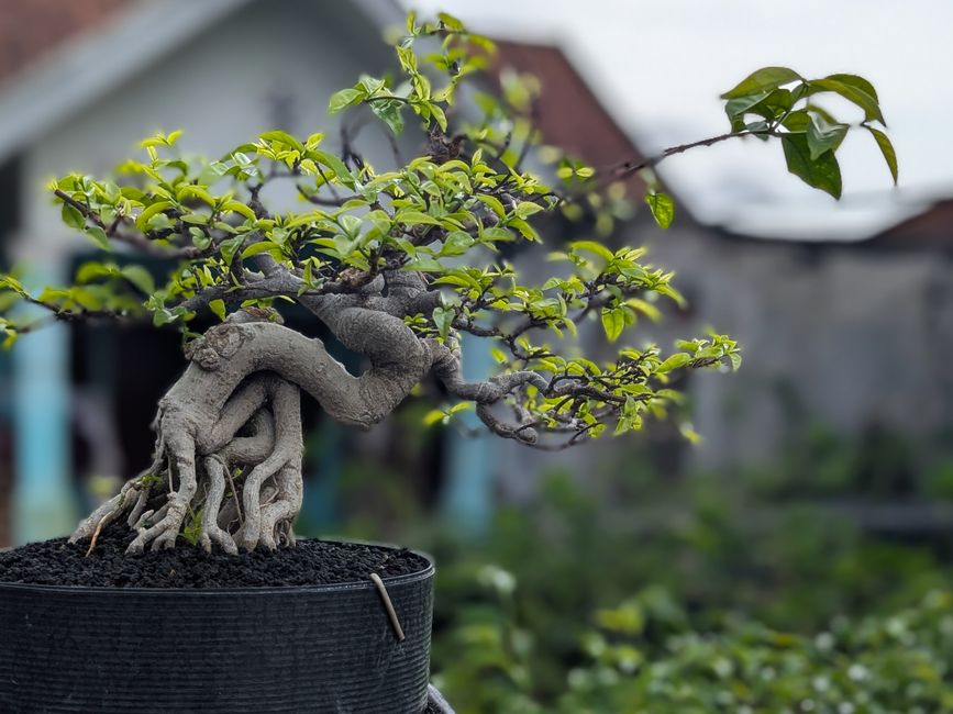 Ficus microcarpa Ginseng