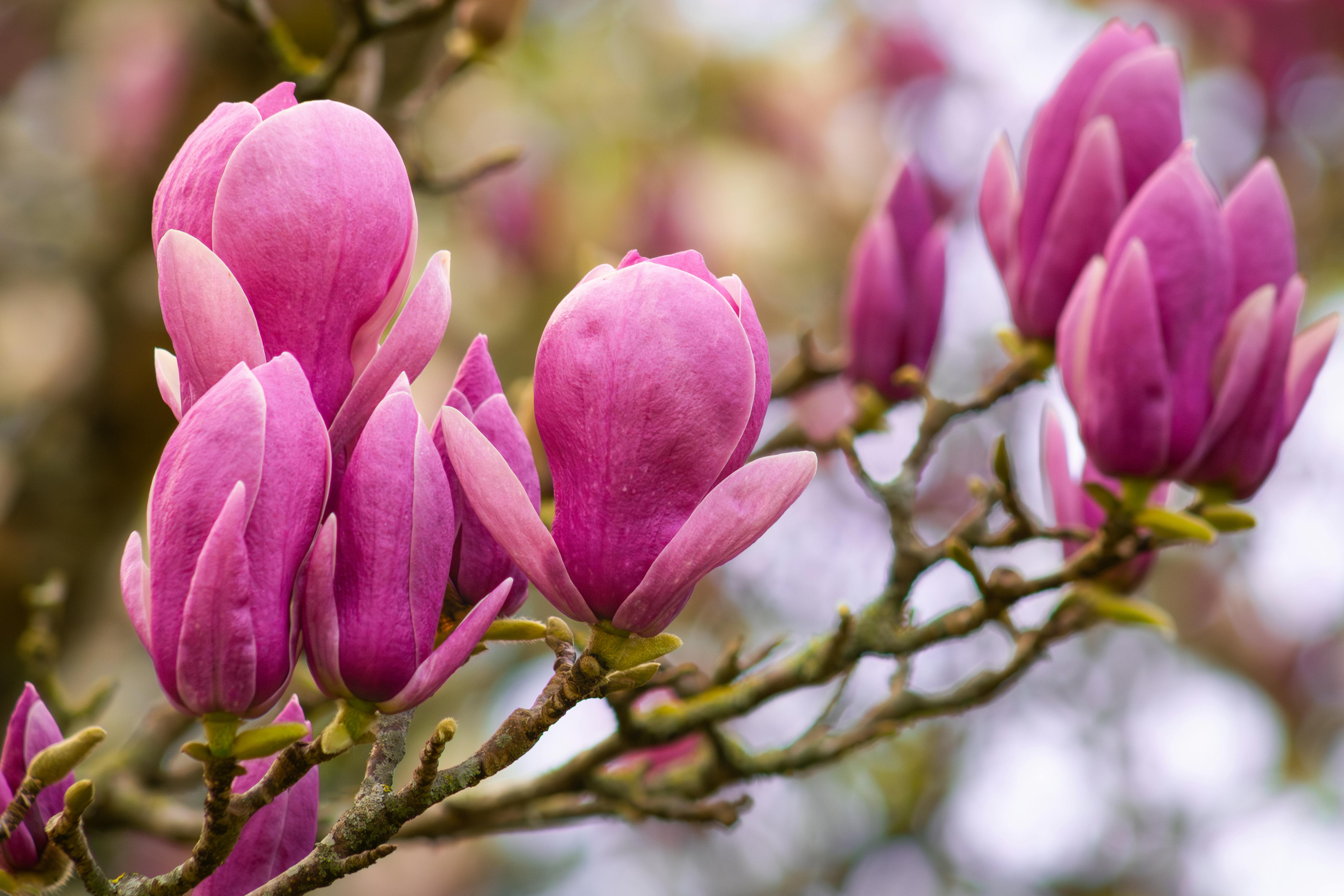 Magnolia’s AAA Hobbies To Close 2026 (Second Half). Iconic Hobby- Craft Emporium — Photo by Nelson Santos on Pexels