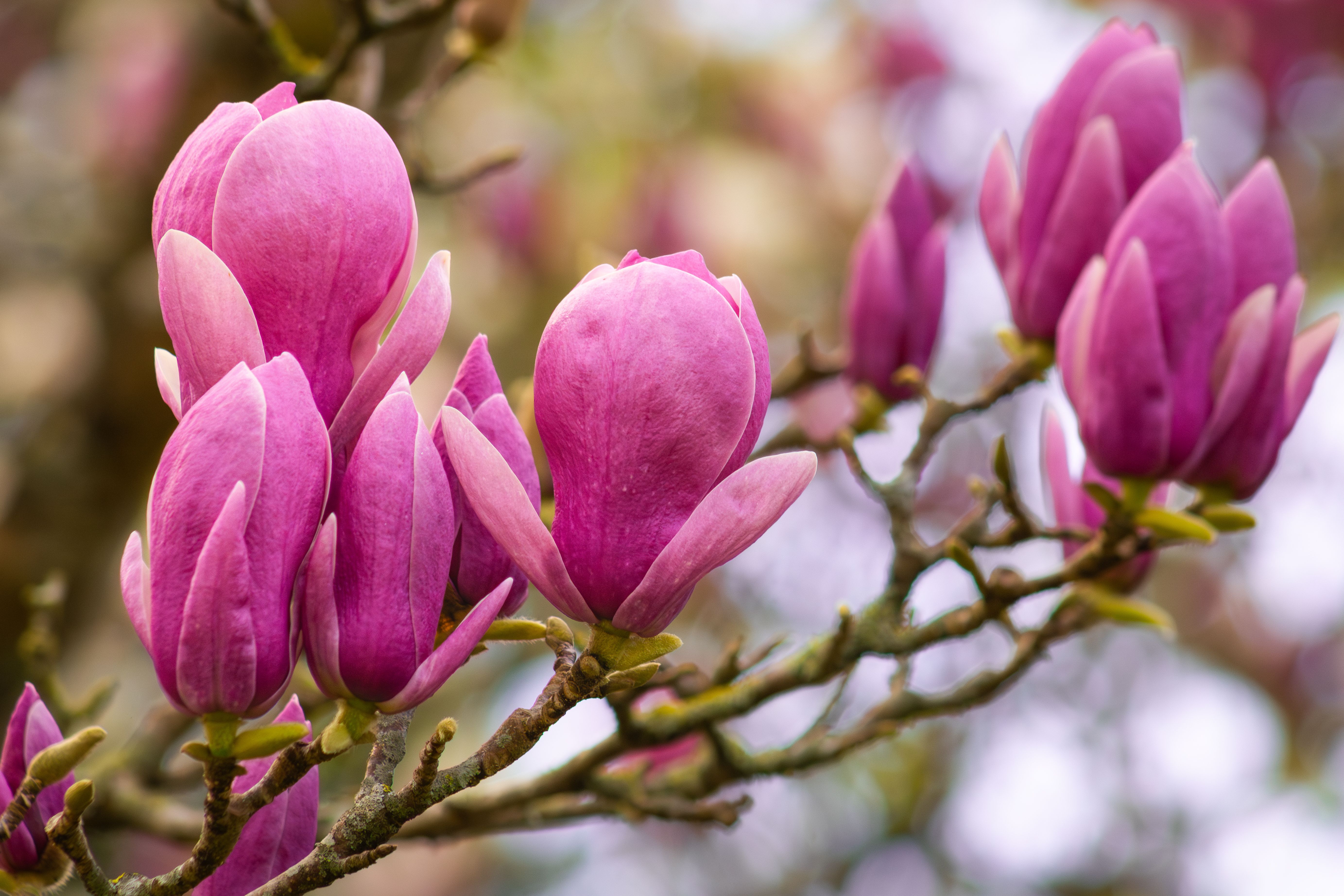 Vibrant Pink Magnolia Blossoms on a Tree Branch · Free Stock Photo