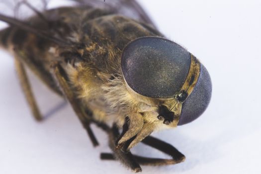 Detailed macro image of a fly showcasing intricate eyes and textures.