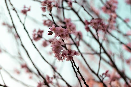 Free Stunning cherry blossom flowers in full bloom during springtime on tree branches. Stock Photo