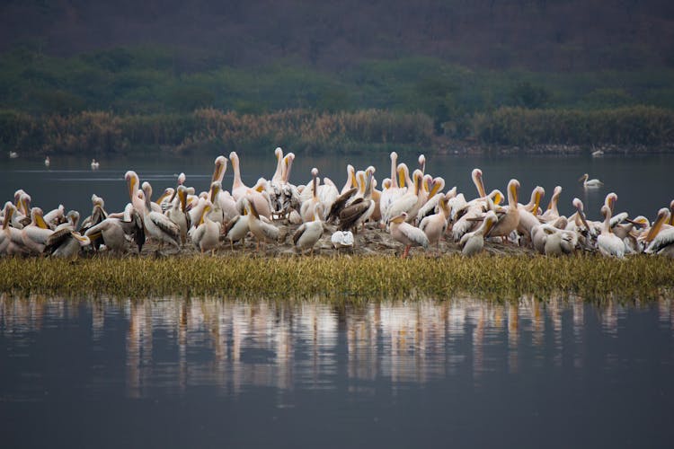 Pelican Herd On Small Island On Lake