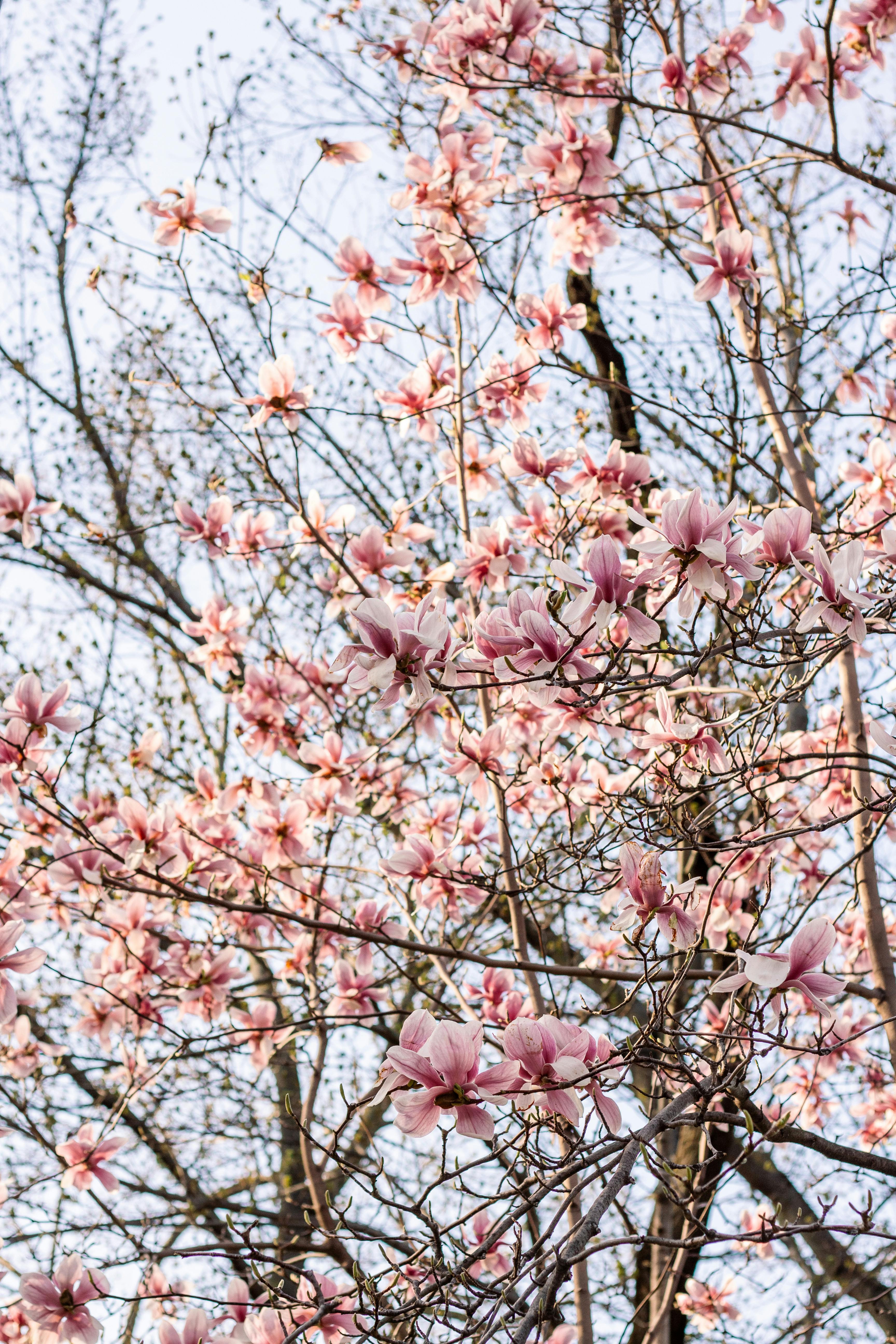 A vivid display of pink magnolia flowers in full bloom during springtime.