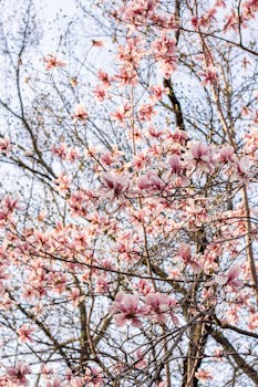 A vivid display of pink magnolia flowers in full bloom during springtime.