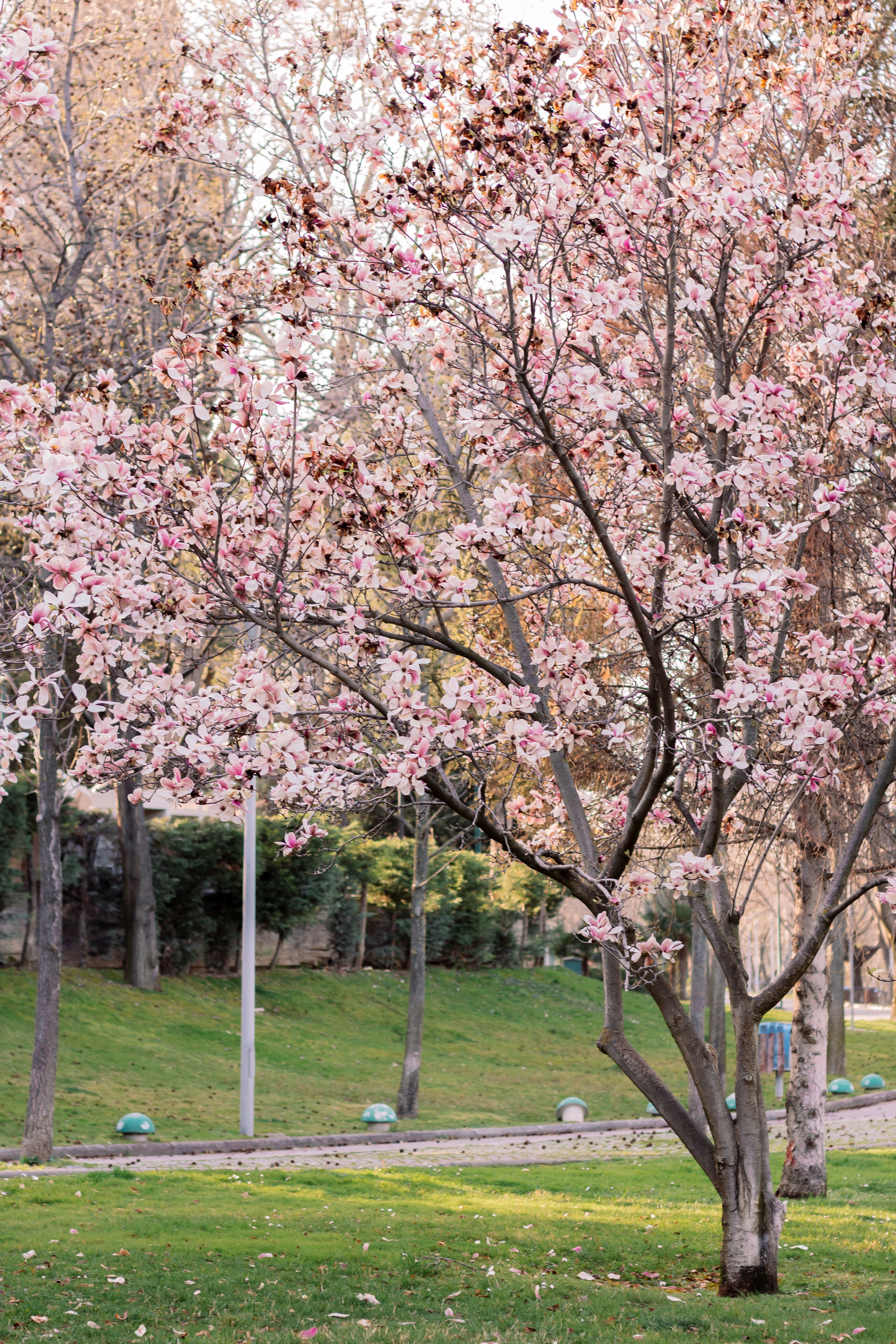 Gratis Un sereno ciliegio in piena fioritura primaverile in un tranquillo parco. Foto a disposizione
