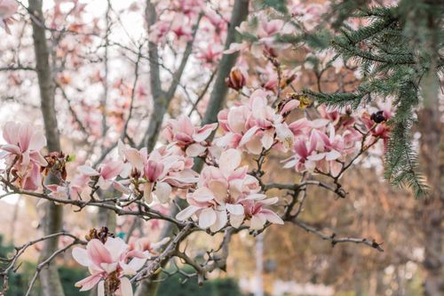 Free Delicate pink magnolia flowers in full bloom on tree branches during spring. Stock Photo