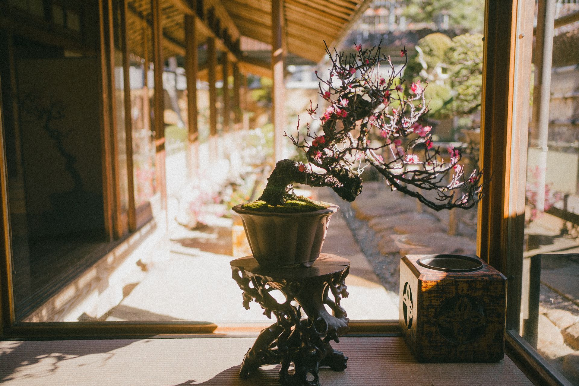 Beautiful bonsai tree in a traditional Japanese setting with warm sunlight