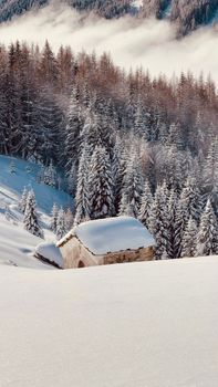 A serene winter scene of a snow-covered cabin surrounded by tall pine trees in a forest.