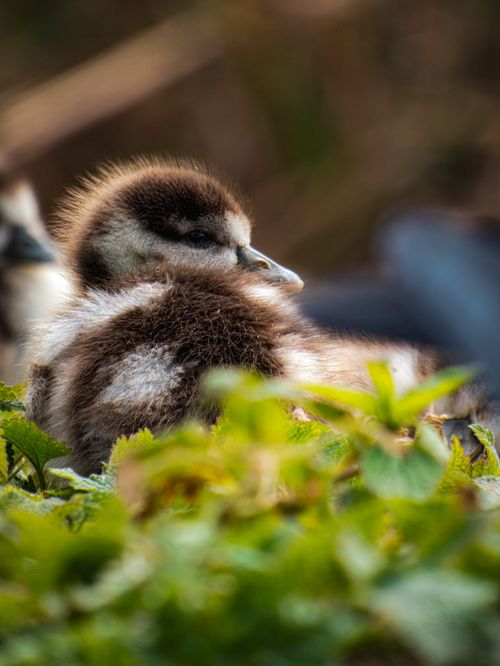 Free A young fluffy duckling nestled among green foliage, captured outdoors. Stock Photo