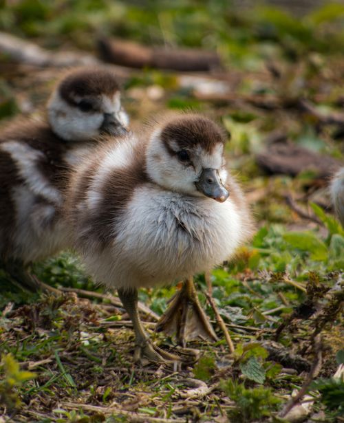 Free Adorable ducklings walking on grass, showcasing fluffy feathers and curious expressions. Stock Photo