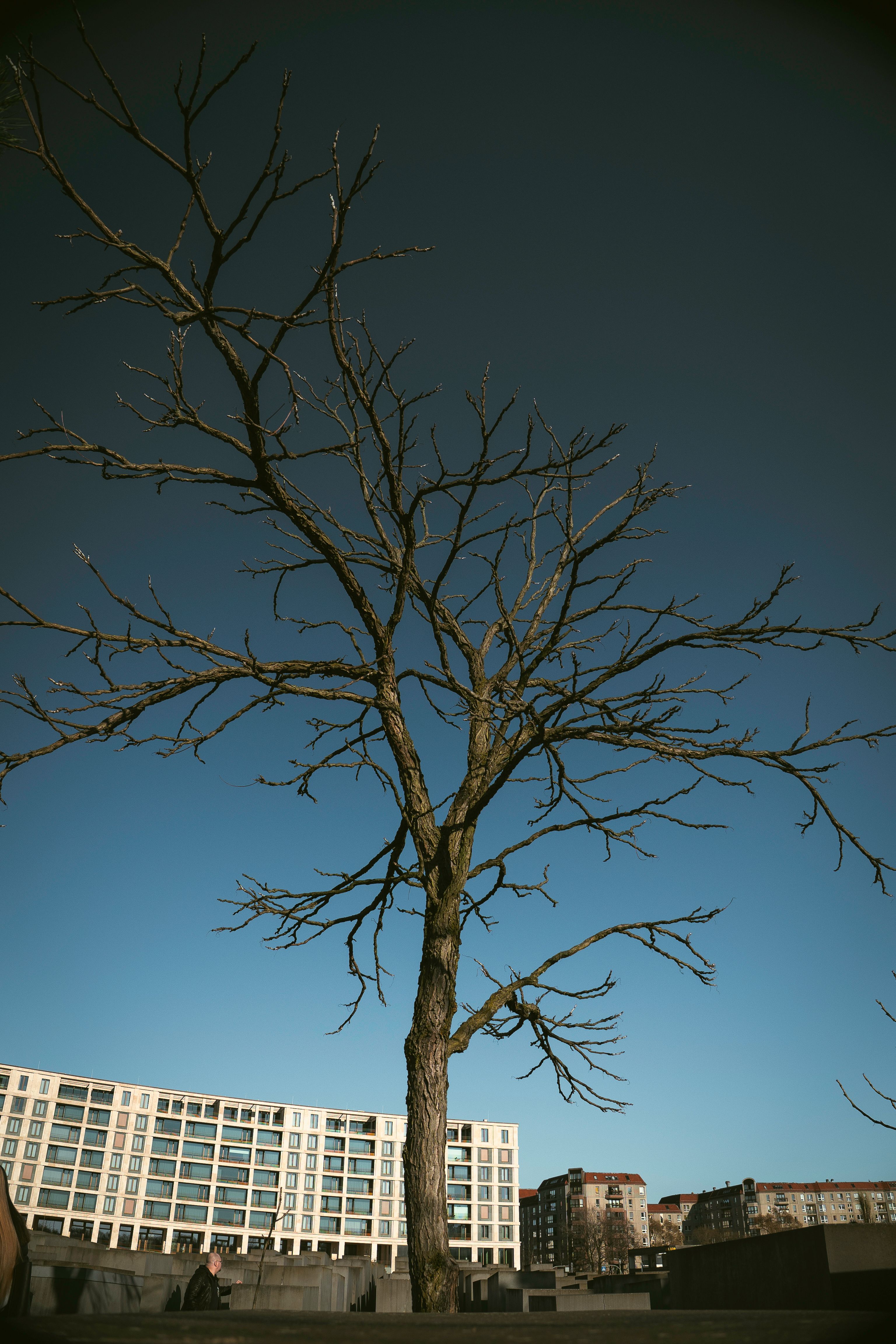 Leafless Tree at Berlin Holocaust Memorial · Free Stock Photo