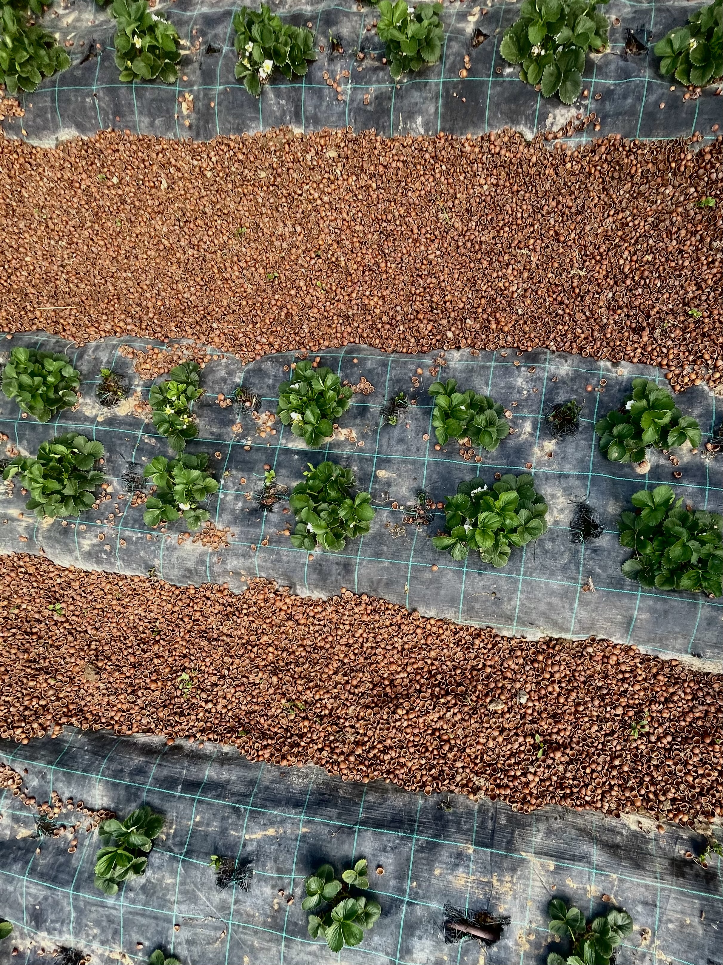 healthy_strawberry_bed_integrated_approach_uk