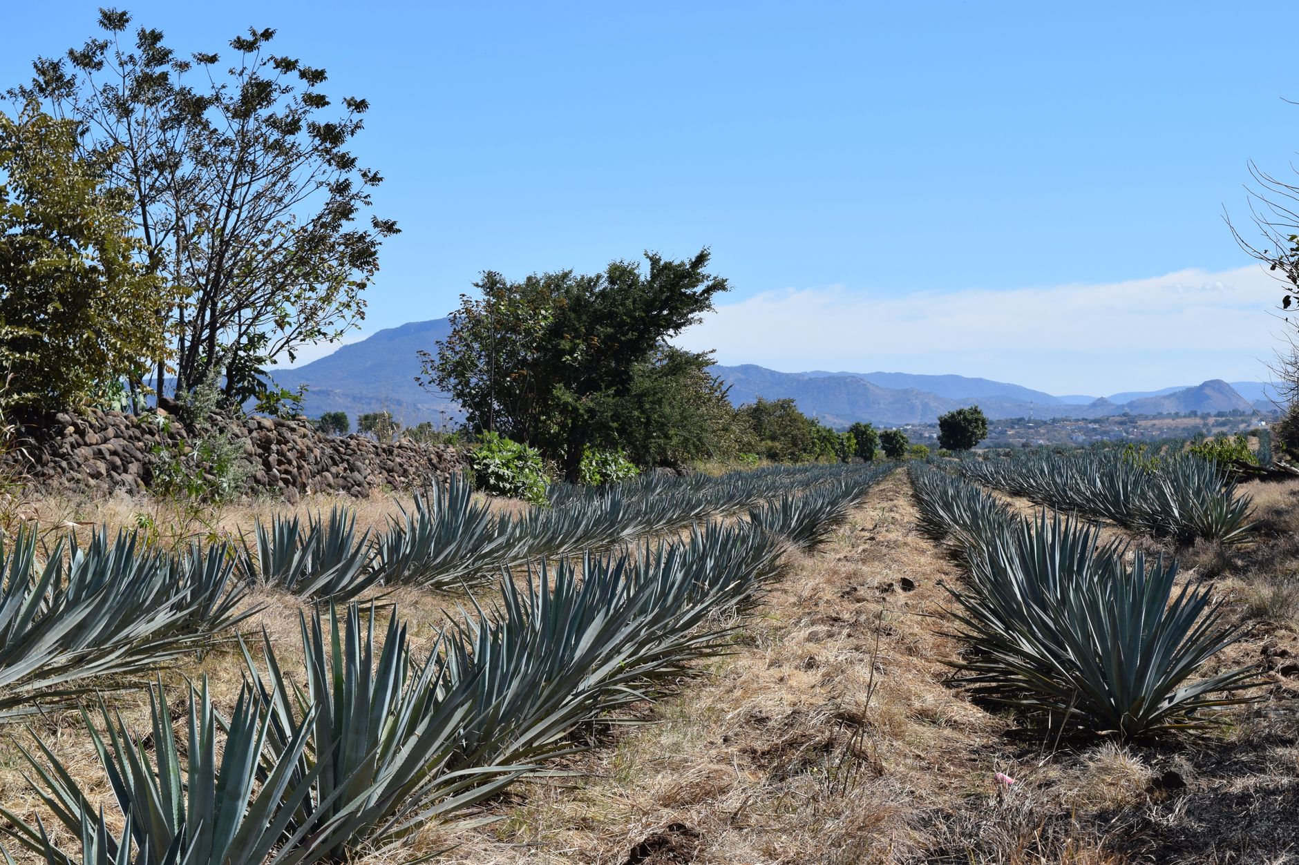 Copas de mezcal sobre mesa de madera en una mezcalería iluminada con luz cálida