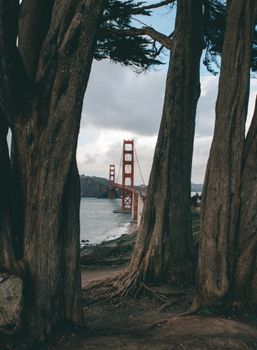 黄昏时分，高耸的丝柏树包围着金门大桥的标志性景观