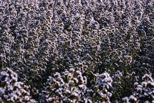 Captivating view of a wildflower field in Thailand, capturing the beauty of nature in full bloom.