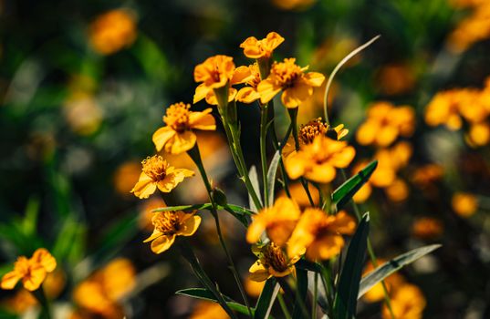 Close-up of vibrant orange marigolds in a lush Thai garden, showcasing natural beauty.