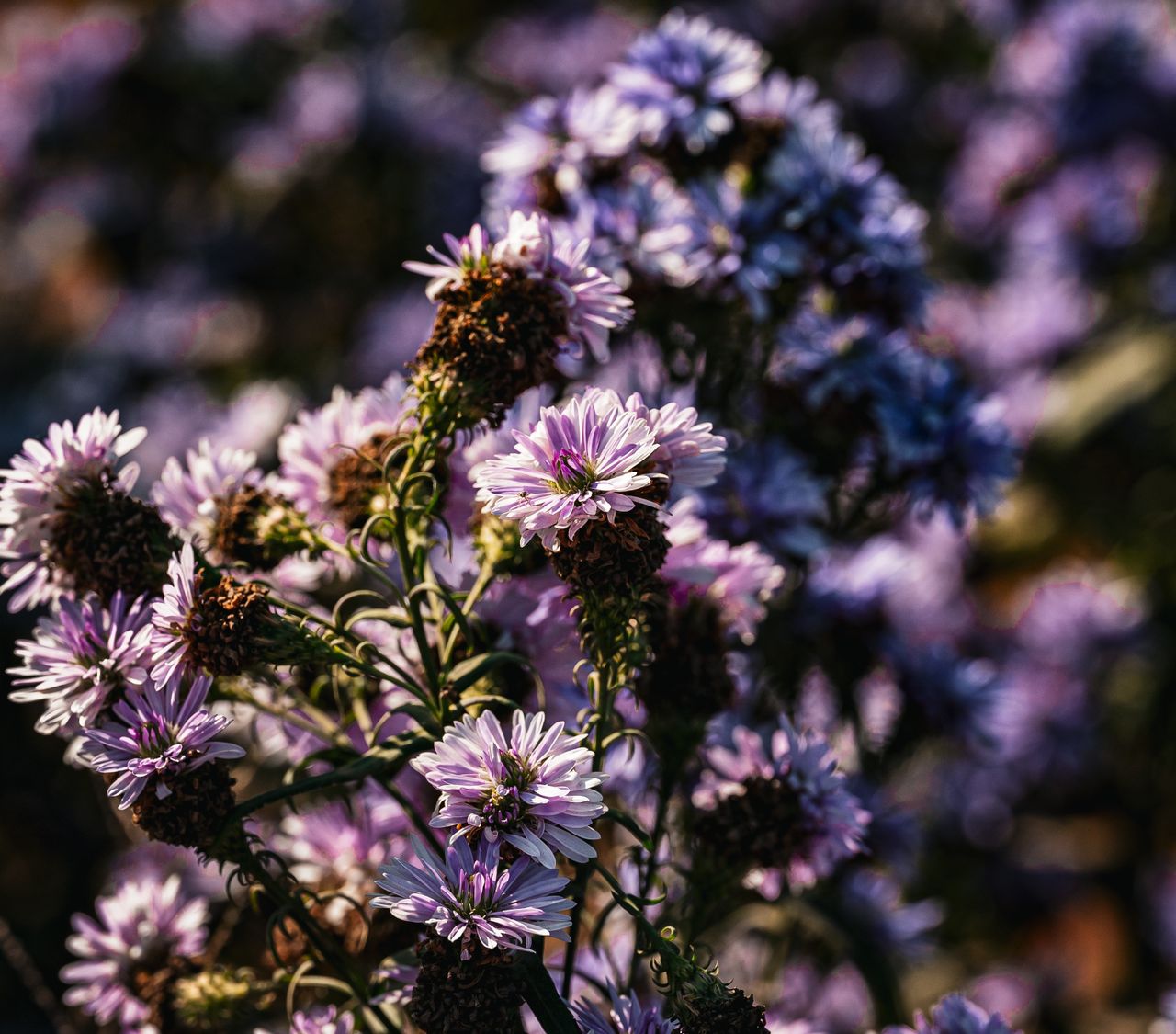beautiful purple aster flowers in full bloom captured outdoors showcas