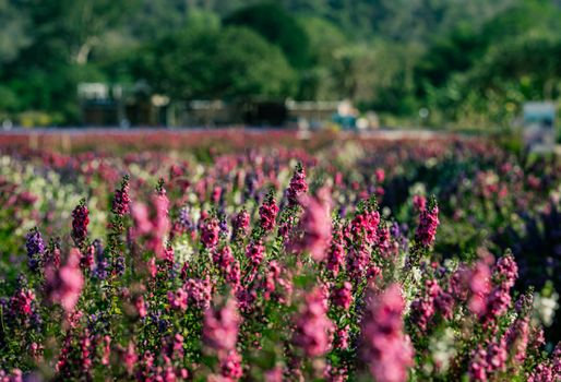 Beautiful vibrant flower field in the Thai countryside, showcasing colorful blooms under a clear sky.