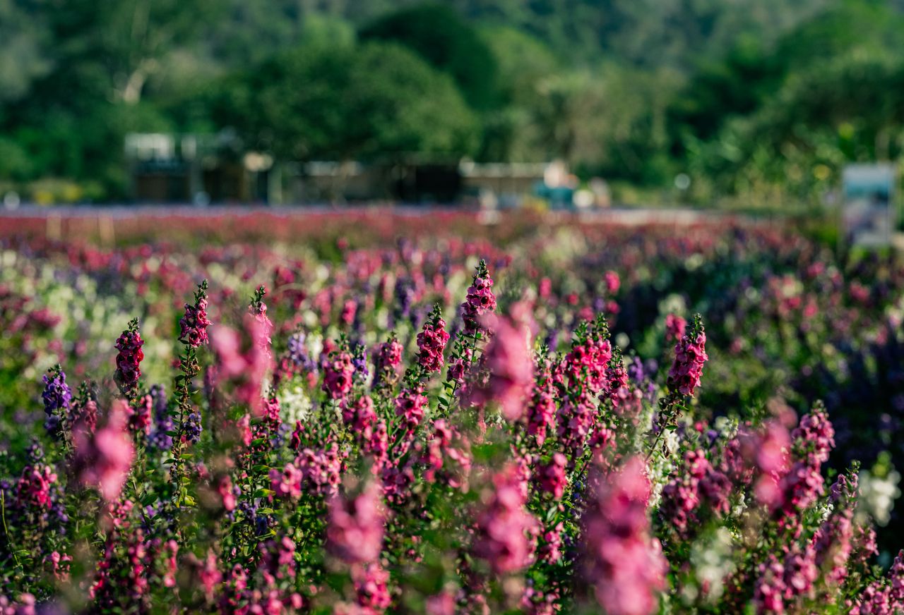 beautiful vibrant flower field in the thai countryside showcasing colo