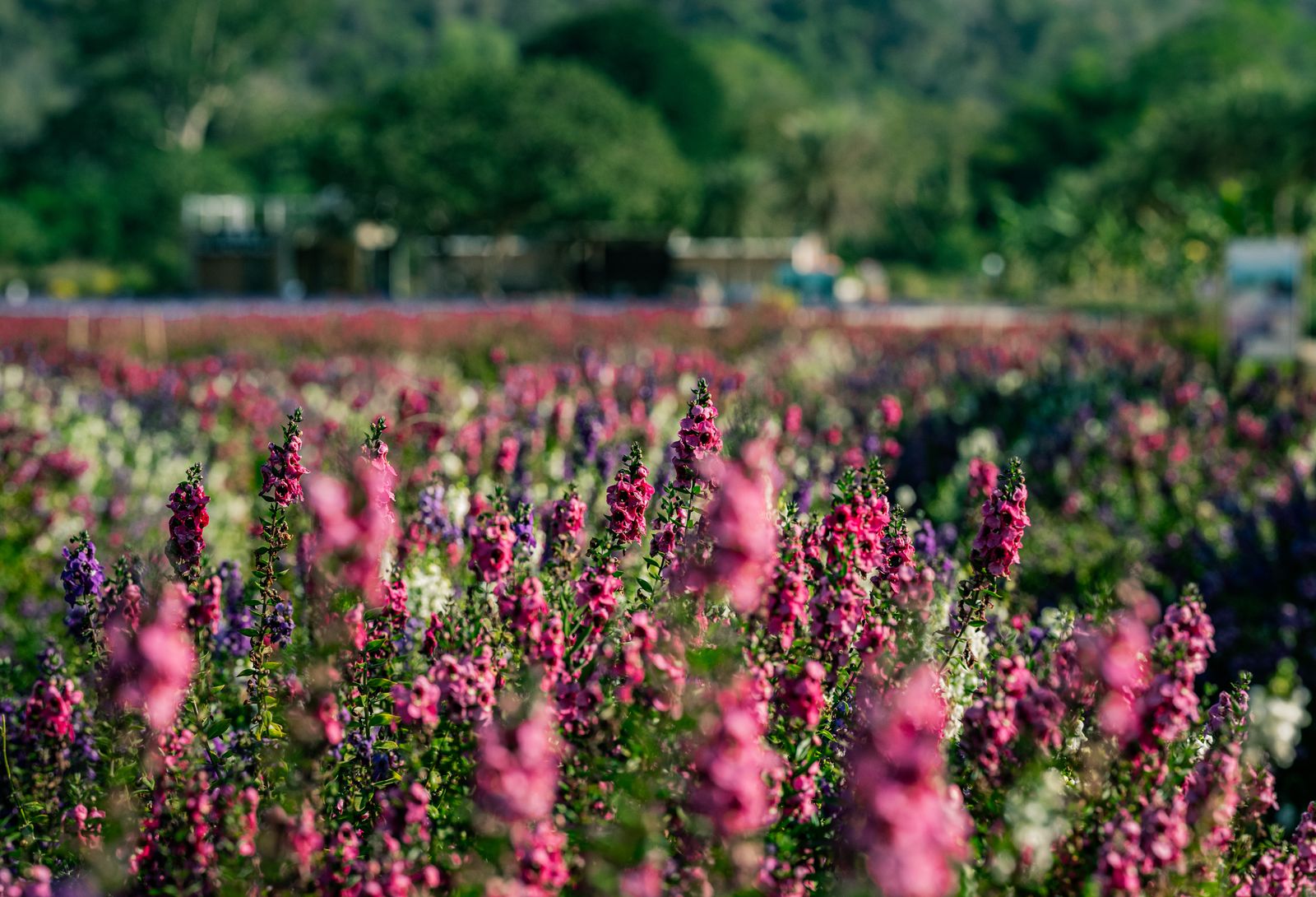 Free flowers screensavers photos download the best free free flowers