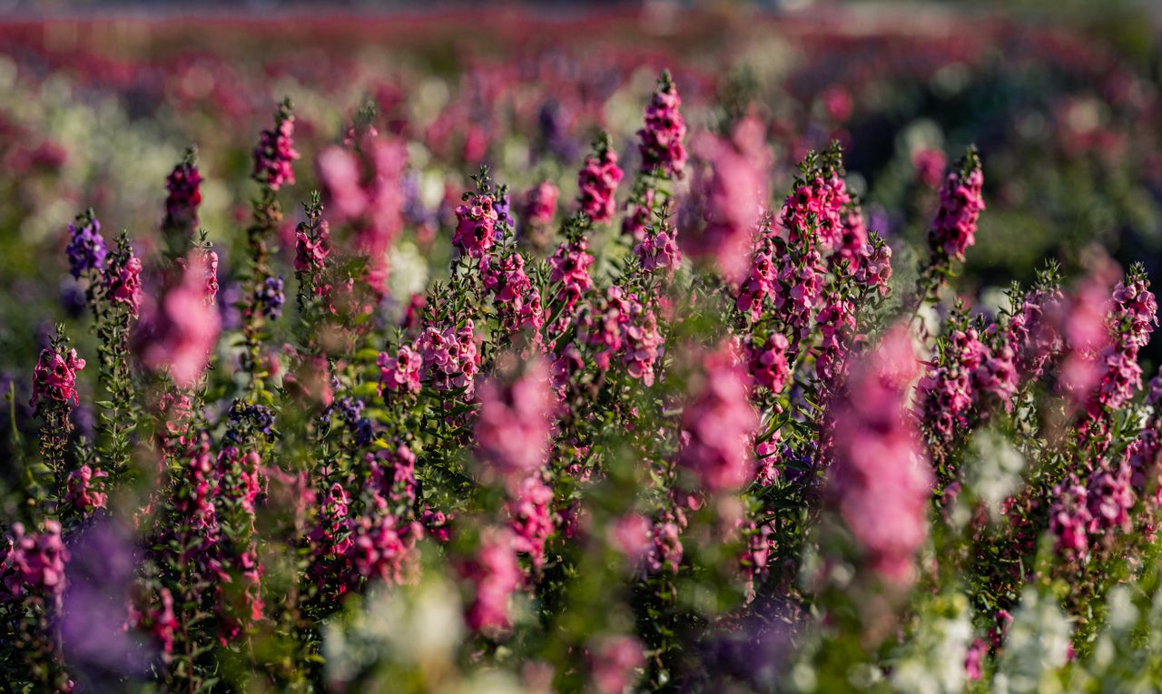 a vibrant display of angelonia flowers in full bloom in a sunny thai f