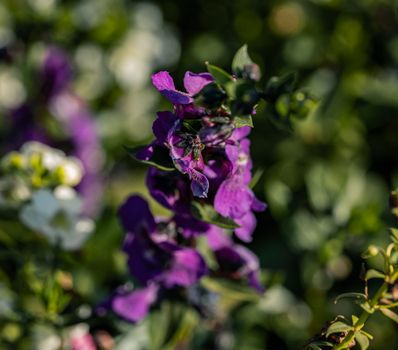 Close-up of vibrant purple flowers in a lush Thai garden setting.