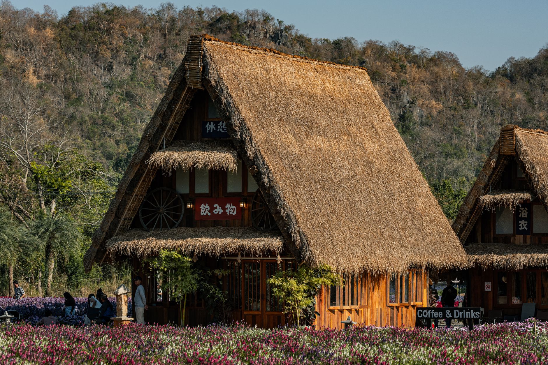Thung Bua Tong Mae Hong Son: Keindahan Bunga Meksiko di Atap Thailand