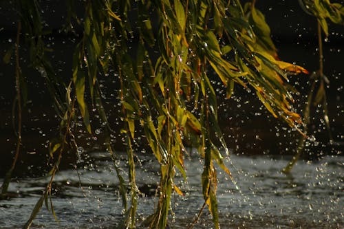 Základová fotografie zdarma na téma barva ve vodě, emoce, kapka