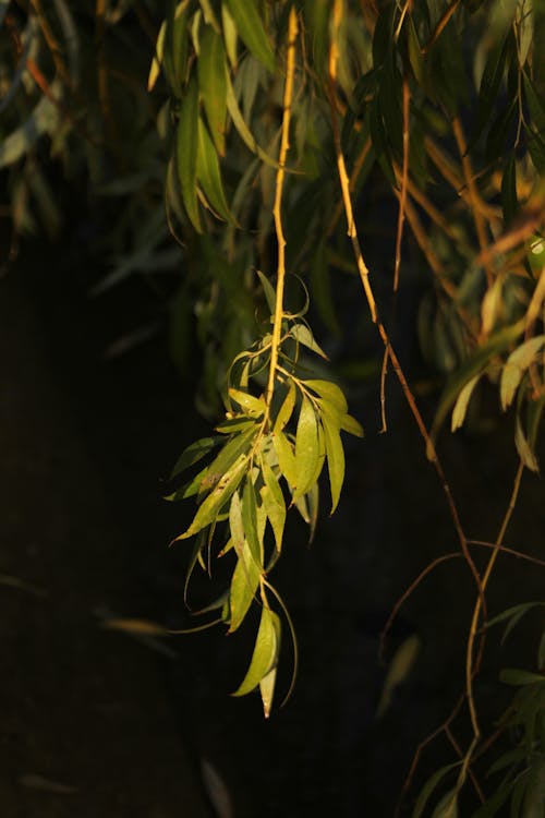 Immagine gratuita di albero dei fiori, autunno, azzurro