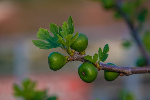 Free stock photo of branch, fig, leaves