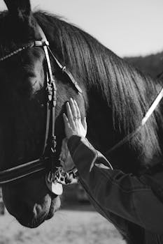 A close-up black and white photo of a person's hand gently touching a horse's face, highlighting connection.
