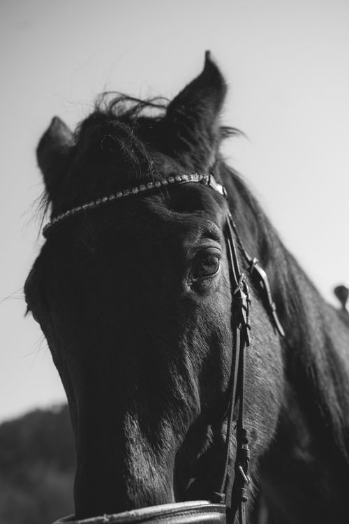 Free Artistic black and white close-up of a horse's face, highlighting its natural beauty. Stock Photo