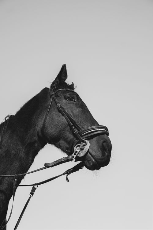 Free Black and white image of a horse's head with reins, showcasing elegance. Stock Photo