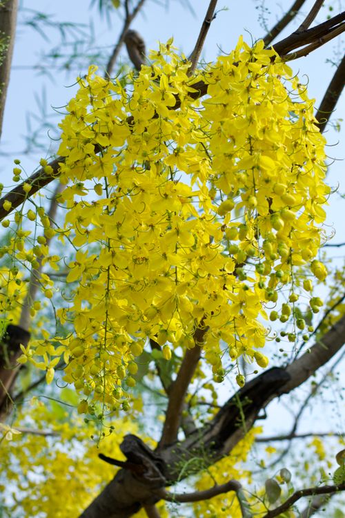 Free Vibrant yellow flowers of the Golden Shower Tree in full bloom outdoors. Stock Photo